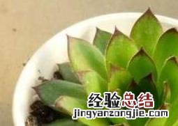 观音莲如何养殖视频 观音莲如何养殖