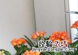 长叶君子兰的养殖方法和注意事项 小叶君子兰的养殖方法和注意事项