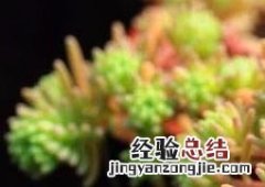 厚脸皮如何养殖 厚脸皮如何养殖鱼