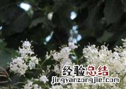 六月雪怎样养殖 六月雪如何养殖