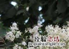 六月雪怎样养殖 六月雪如何养殖