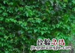 常青藤的养殖方法和注意事项 常青藤的养殖方法和注意事项视频