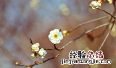 抖音很火的立春优美句子 抖音春天下雪超级火的句子