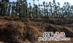 四荒地指的是什么 四荒地指的是什么地方