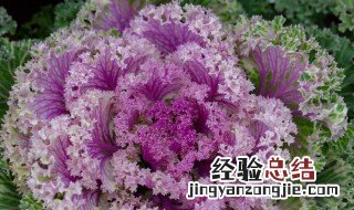 羽衣甘蓝怎么吃 羽衣甘蓝粉怎么吃