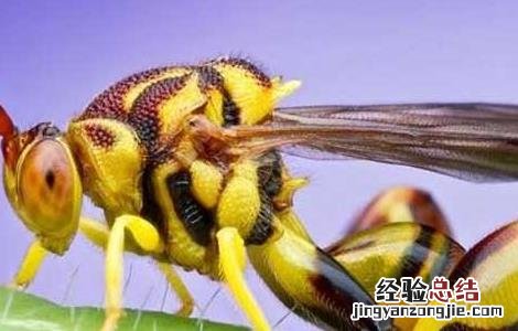 被马蜂蛰了该怎么办 被马蜂蛰了该怎么办第二天超级痒有硬结