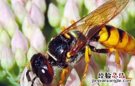 被马蜂蛰了该怎么办 被马蜂蛰了该怎么办第二天超级痒有硬结