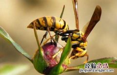 被马蜂蛰了该怎么办 被马蜂蛰了该怎么办第二天超级痒有硬结