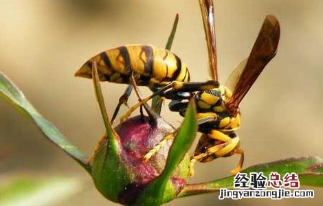 被马蜂蛰了该怎么办 被马蜂蛰了该怎么办第二天超级痒有硬结