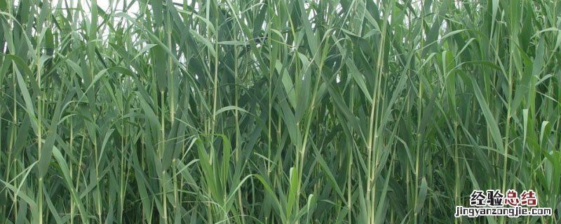 巨菌草的亩产量是多少 巨菌草一亩地产量多少吨