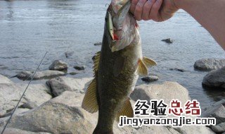 大蒜钓什么鱼效果好 用大蒜钓鱼效果如何