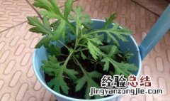 茼蒿是发物吗 茼蒿是发物吗?发什么病?