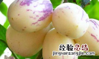 人参果里面的籽发芽了还能吃吗 人参果里面的籽发芽了能吃吗