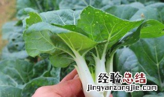 奶白菜不能和什么一起吃 奶白菜不能和什么一起吃会中毒