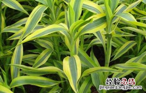 养殖富贵竹有什么作用呢 养殖富贵竹有什么作用?