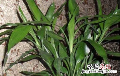 养殖富贵竹有什么作用呢 养殖富贵竹有什么作用?