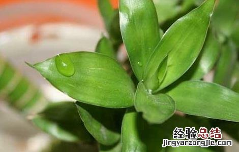 养殖富贵竹有什么作用呢 养殖富贵竹有什么作用?