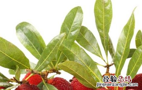 杨梅吃多了会上火吗 吃太多杨梅会上火吗