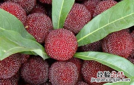 杨梅吃多了会上火吗 吃太多杨梅会上火吗