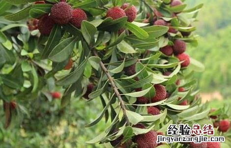 杨梅怎么才能长时间保存 杨梅怎么才能长时间保存不坏