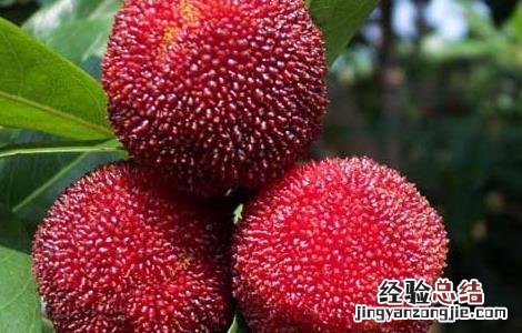 杨梅怎么才能长时间保存 杨梅怎么才能长时间保存不坏
