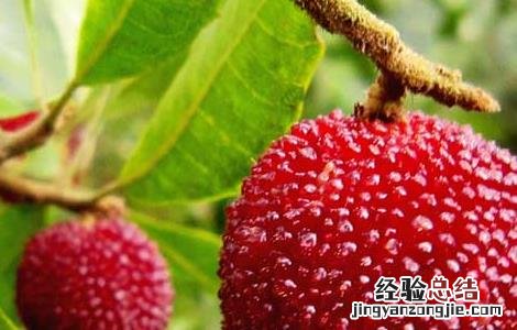 杨梅怎么才能长时间保存 杨梅怎么才能长时间保存不坏