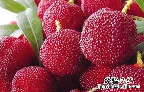 杨梅怎么才能长时间保存 杨梅怎么才能长时间保存不坏