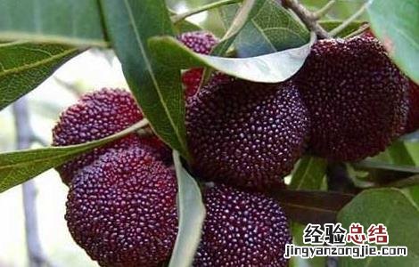杨梅怎么才能长时间保存 杨梅怎么才能长时间保存不坏