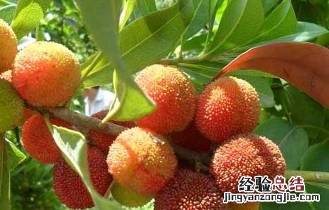 杨梅怎么才能长时间保存 杨梅怎么才能长时间保存不坏