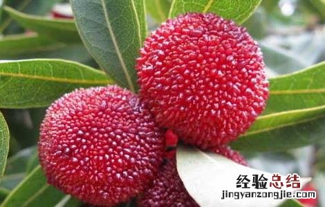 杨梅怎么才能长时间保存 杨梅怎么才能长时间保存不坏