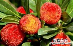 杨梅怎么洗才能洗干净 杨梅怎么洗才能洗干净放冰箱