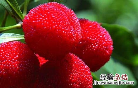 杨梅怎么洗才能洗干净 杨梅怎么洗才能洗干净放冰箱