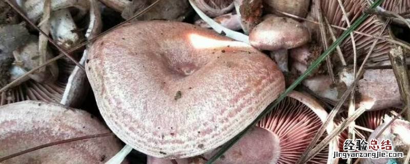 寒菌怎么洗才干净 寒菌怎么清洗和保存