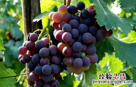 夏天吃什么水果最好请你放出视频 夏天吃什么水果最好