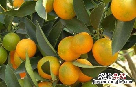 夏天吃什么水果最好请你放出视频 夏天吃什么水果最好