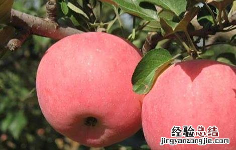 夏天吃什么水果最好请你放出视频 夏天吃什么水果最好