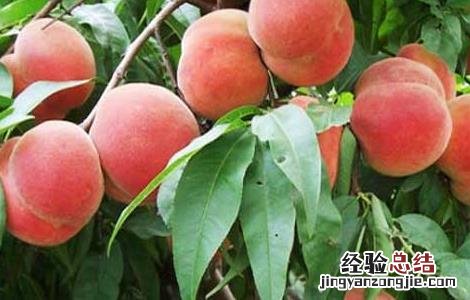 夏天吃什么水果最好请你放出视频 夏天吃什么水果最好