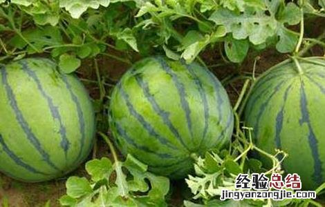 夏天吃什么水果最好请你放出视频 夏天吃什么水果最好