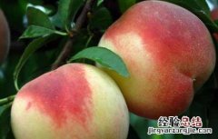 夏天吃什么水果最好请你放出视频 夏天吃什么水果最好