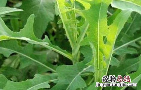 夏天吃什么蔬菜最好 夏天吃什么蔬菜最好窍门