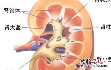 肾结石患者的饮食禁忌大全 肾结石患者的饮食禁忌