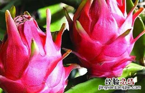 吃火龙果上火吗 夏天 吃火龙果上火吗