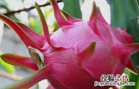 吃火龙果上火吗 夏天 吃火龙果上火吗