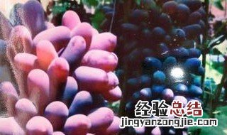 甜密蓝宝石葡萄树图片 甜密蓝宝石葡萄苗适应哪些地区种植
