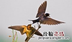 画梁双燕归上一句是什么 燕归梁双燕归飞绕画堂原文翻译