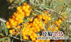 沙棘果油的功效与作用 沙棘果油的功效与作用及食用方法