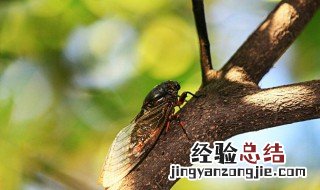 知了吃什么 知了的习性是什么?