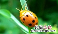 七星瓢虫的习性 给大家介绍一下