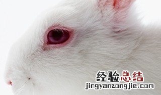 描写小白兔的外貌特征 小白兔的外貌特征是什么