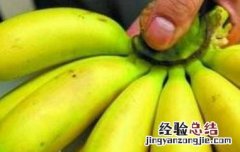芭蕉的功效与作用禁忌 芭蕉的功效与作用